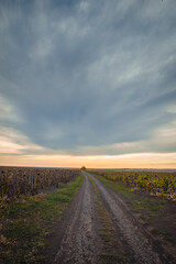 A long, dirt road cuts through a field of dry sunflowers, leading toward a lone treeline on the horizon under a vast, dramatic sky at dusk.