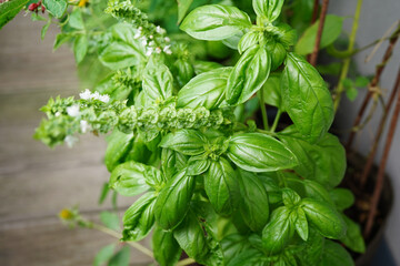 Flowering basil plant with delicate white blossoms and fresh green leaves, captured in natural light.