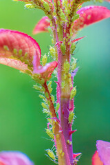 An infestation of aphids on a rose plant; macrophotography captured in a garden in the eastern Andean mountains of central Colombia, near the Iguaque natural reserve.