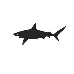 shark vector illustration