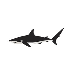 shark vector illustration