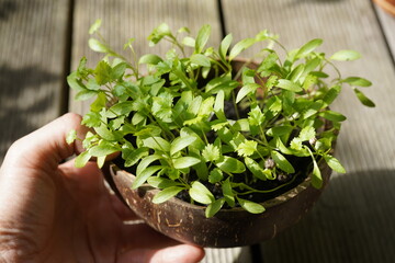 Fresh coriander (cilantro) microgreens with bright green leaves, organic sprouts rich in nutrients, ideal for healthy food, vegan diet, and clean eating concepts.