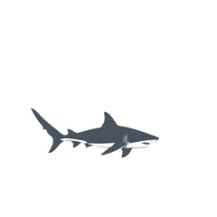 shark vector illustration 