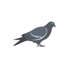 pigeon on a white background