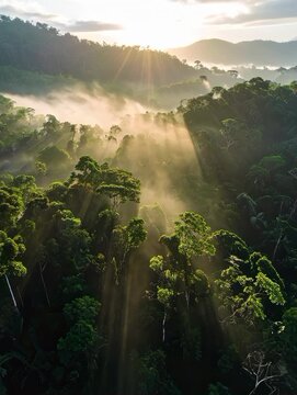 Drone shot of forest canopy moving with breeze, light rays through leaves, vertical aspect
