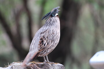 The koklass pheasant (Pucrasia macrolopha macrolopha) is a species of gamebird. This photo was taken in Northwest India.