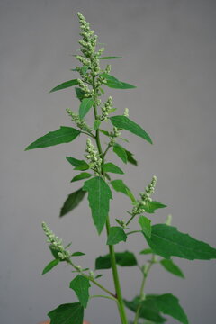 minimalistic image of white goosefoot (Chenopodium album) with fresh green leaves, captured in natural light.