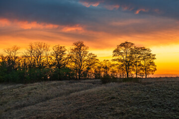 Dark silhouettes of trees on a rolling hill, standing against an intense, golden and fiery orange...