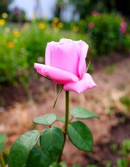 Pink rose in a garden