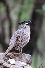 The koklass pheasant (Pucrasia macrolopha macrolopha) is a species of gamebird. This photo was taken in Northwest India.