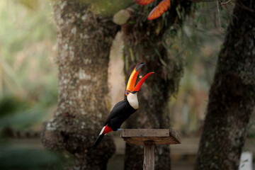 Toco Toucan (Ramphastos toco) tossing a piece of fruit into its open beak while perched on a wooden platform in a lush forest setting, showcasing its vibrant orange beak and dynamic feeding behavior.