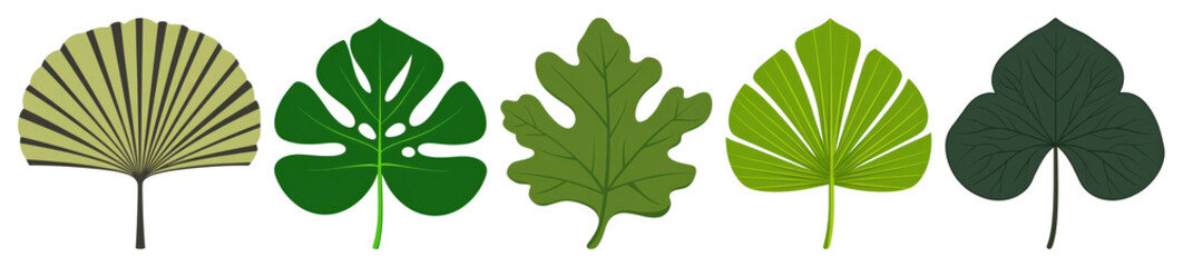 Fototapeta premium PNG Diverse green leaf illustrations, element set on transparent background