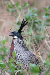 The koklass pheasant (Pucrasia macrolopha macrolopha) is a species of gamebird. This photo was taken in Northwest India.