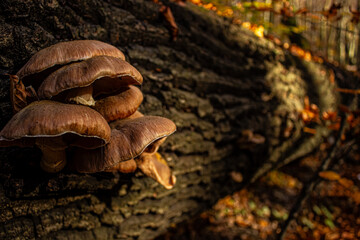 mushrooms in the forest