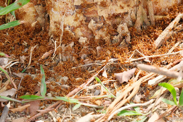 A weaver ant is either of two species of arboreal ants of the genus Oecophylla