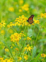 Monarch butterfly (*Danaus plexippus*)  rests and flutters among vibrant yellow wildflowers in a lush meadow