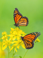 Monarch butterflies (*Danaus plexippus*)  rest and flutter among vibrant yellow wildflowers in a lush meadow