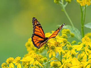 Obraz premium Monarch butterfly (*Danaus plexippus*) rests and flutters among vibrant yellow wildflowers in a lush meadow