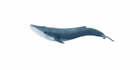 A majestic blue whale a magnificent creature of the ocean swims gracefully through the clear blue water showcasing its immense size and powerful form a true icon of marine biodiversity and a symbol of