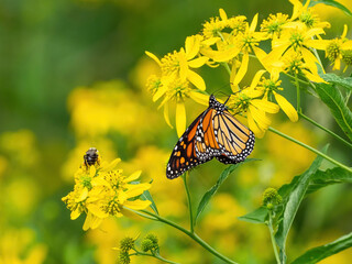 Monarch butterflies (*Danaus plexippus*)  rest and flutter among vibrant yellow wildflowers in a lush meadow