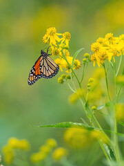 Monarch butterflies (*Danaus plexippus*)  rest and flutter among vibrant yellow wildflowers in a lush meadow