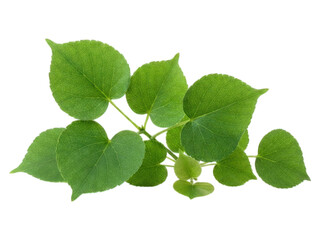 Fototapeta premium Close-up of a cluster of vibrant green leaves (1)