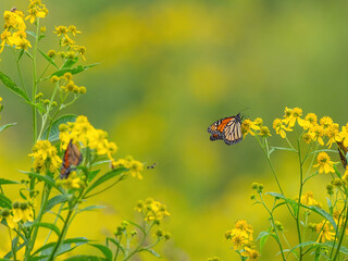Monarch butterflies (*Danaus plexippus*)  rest and flutter among vibrant yellow wildflowers in a lush meadow