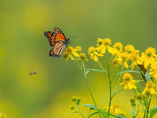 Monarch butterfly (*Danaus plexippus*)  rests and flutters among vibrant yellow wildflowers in a lush meadow