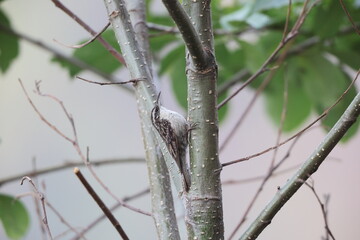 The bar-tailed treecreeper (Certhia himalayana), or the Himalayan treecreeper, is a species of bird in the family Certhiidae.This photo was taken in North India.