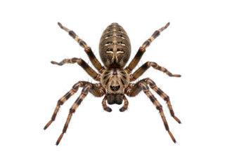Fototapeta premium Close-up of a large spider, light brown and tan, with intricate markings