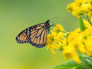 Monarch butterfly (*Danaus plexippus*)  rests and flutters among vibrant yellow wildflowers in a lush meadow