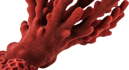 Close-up of a vibrant, reddish-orange, textured organism, branching intricately