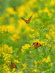 Monarch butterflies (*Danaus plexippus*)  rest and flutter among vibrant yellow wildflowers in a lush meadow