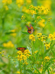 Monarch butterflies (*Danaus plexippus*)  rest and flutter among vibrant yellow wildflowers in a lush meadow