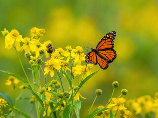 Monarch butterfly (*Danaus plexippus*)  rests and flutters among vibrant yellow wildflowers in a lush meadow