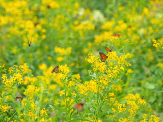 OLYMPUS DIGITAL CAMERAMonarch butterflies (*Danaus plexippus*)  rest and flutter among vibrant yellow wildflowers in a lush meadow