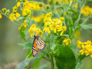 Monarch butterflies (*Danaus plexippus*)  rest and flutter among vibrant yellow wildflowers in a lush meadow