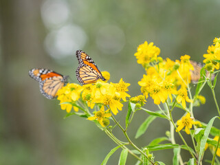 Monarch butterflies (*Danaus plexippus*)  rest and flutter among vibrant yellow wildflowers in a lush meadow
