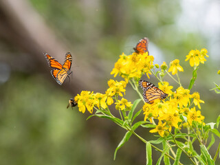 Monarch butterflies (*Danaus plexippus*)  rest and flutter among vibrant yellow wildflowers in a lush meadow
