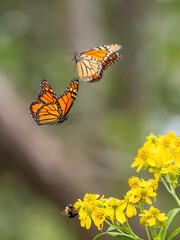 Monarch butterflies (*Danaus plexippus*)  rest and flutter among vibrant yellow wildflowers in a lush meadow