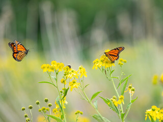 Monarch butterflies (*Danaus plexippus*)  rest and flutter among vibrant yellow wildflowers in a lush meadow