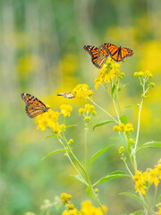 Monarch butterflies (*Danaus plexippus*)  rest and flutter among vibrant yellow wildflowers in a lush meadow