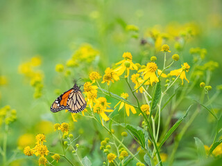 Monarch butterfly (*Danaus plexippus*)  rests and flutters among vibrant yellow wildflowers in a lush meadow