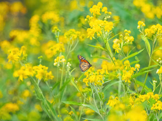 Monarch butterfly (*Danaus plexippus*)  rests and flutters among vibrant yellow wildflowers in a lush meadow