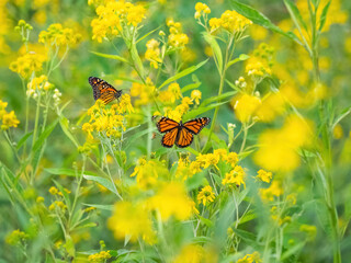 Monarch butterflies (*Danaus plexippus*)  rest and flutter among vibrant yellow wildflowers in a lush meadow