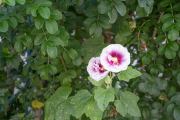 庭の白と紫の花びらの花