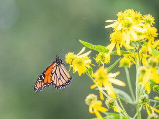Monarch butterfly (*Danaus plexippus*)  rests and flutters among vibrant yellow wildflowers in a lush meadow