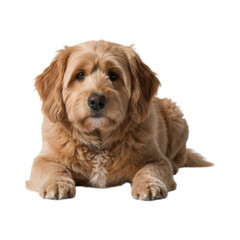 Fototapeta premium Light golden-brown dog, lying down, looking directly at viewer