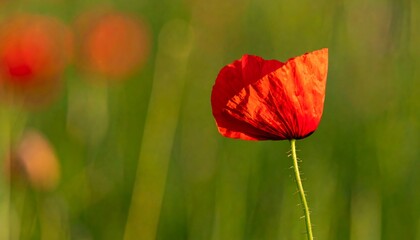 Red poppy in a field