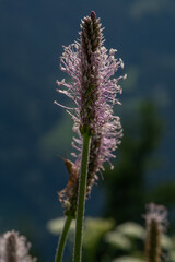 filigrane Schönheit